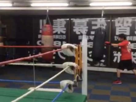 �L���O�h�W��