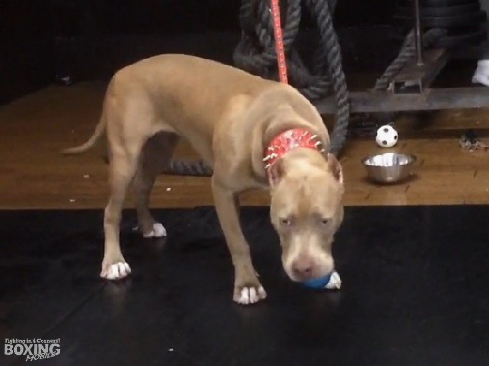 �`�����s�I���J�[�j�o���J�����1��20��